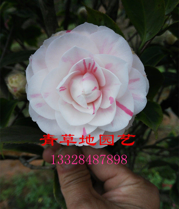 十八学士山茶花庭院四季绿植盆栽