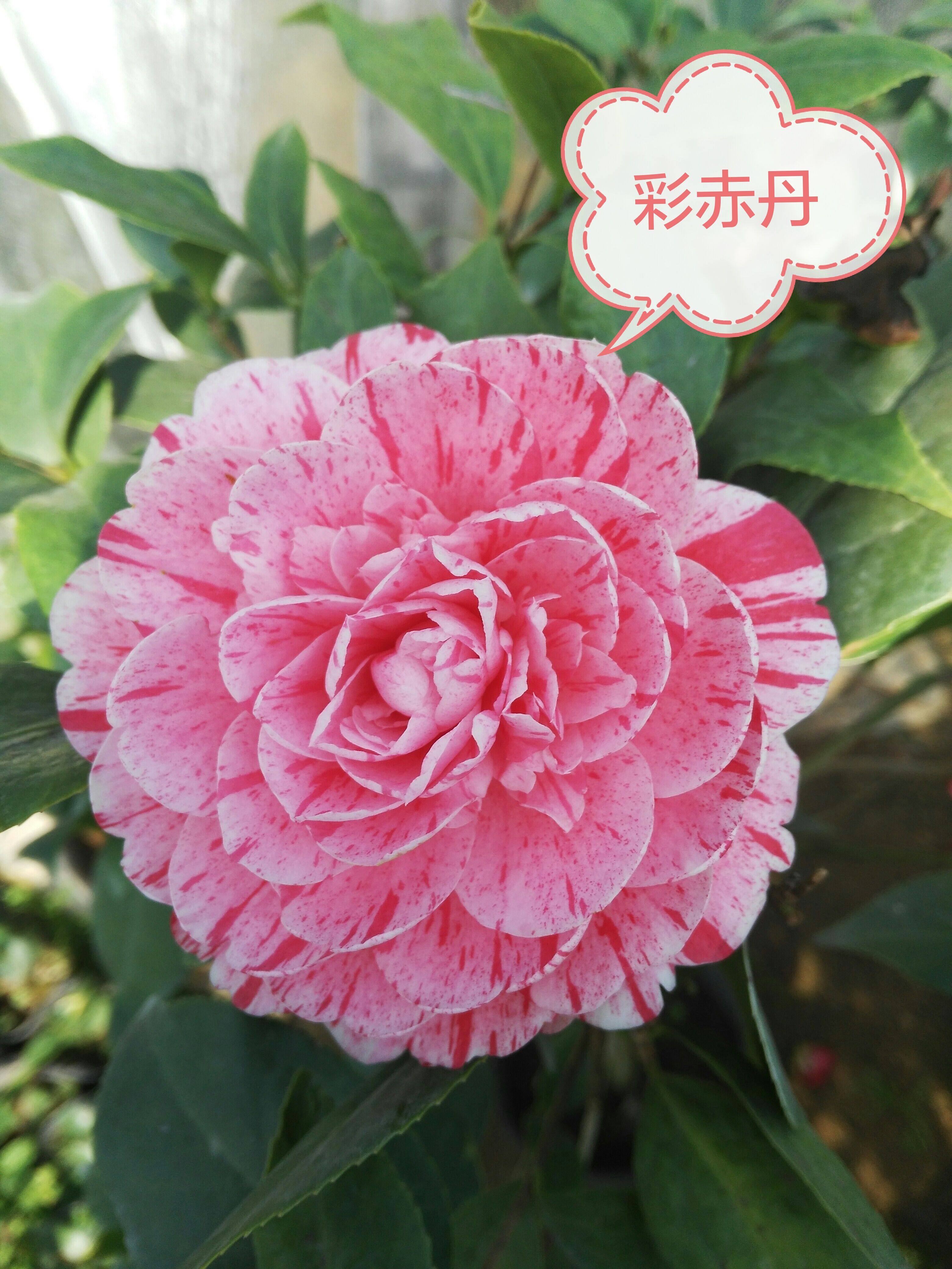 山茶花苗彩赤丹品种保证绿植盆栽产地直销花场实拍推荐客厅庭院