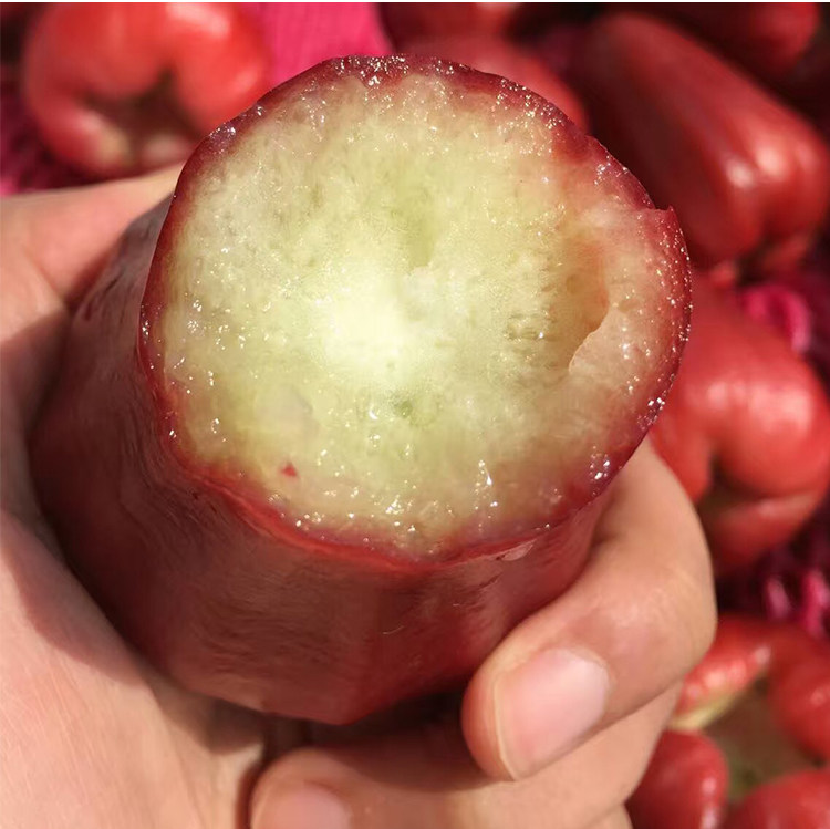 现季水果台湾莲雾5斤大果台湾黑金刚海南莲雾顺丰空运发货坏包赔,水产肉类/新鲜蔬果/熟食,莲雾,淘宝优惠券,粉丝福利购,淘宝优惠卷