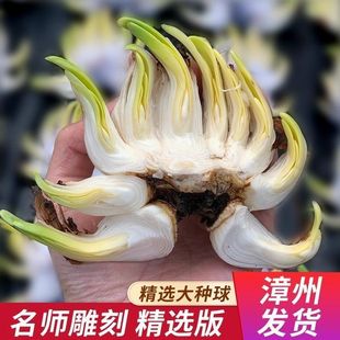 漳州雕刻水仙花矮化好带根带花苞水培好养带香花卉水培年宵花