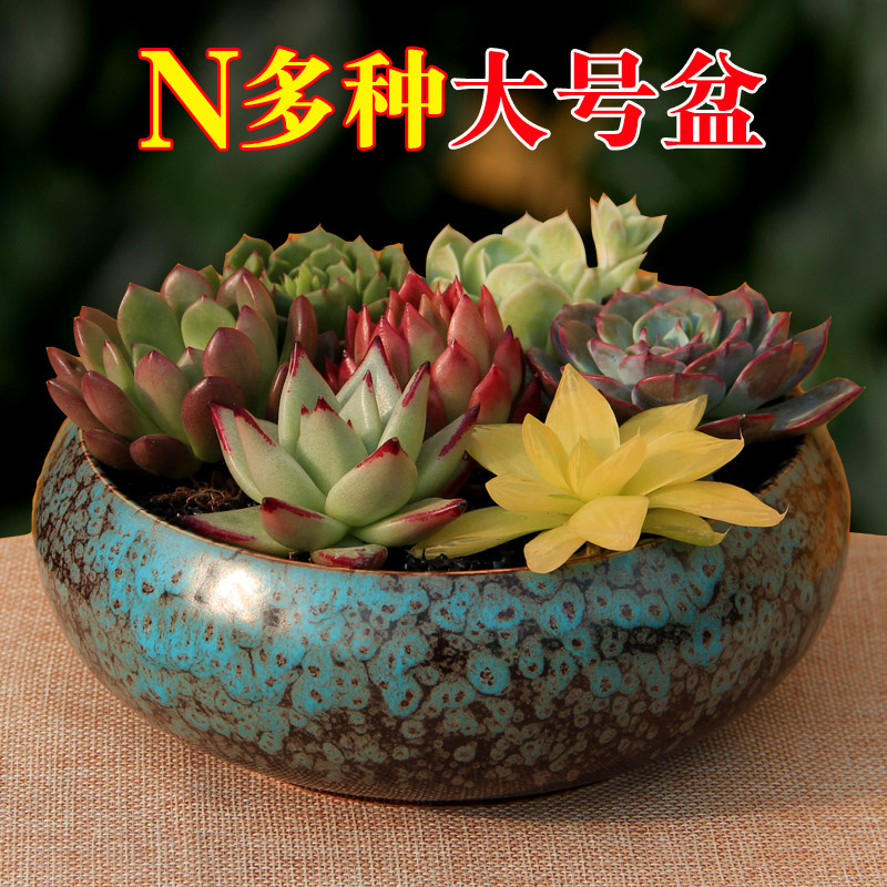 加成多肉花盆陶瓷白色创意微景观多肉拼盘复古紫砂陶土粗陶特大花|ruв категории доставка цветов/цветок моделирования/растения садоводства, ваза/цветок/горшок/цветок (новый), горшок - от Buy2taobao.com для оказания профессиональной услуги покупки агента Taobao