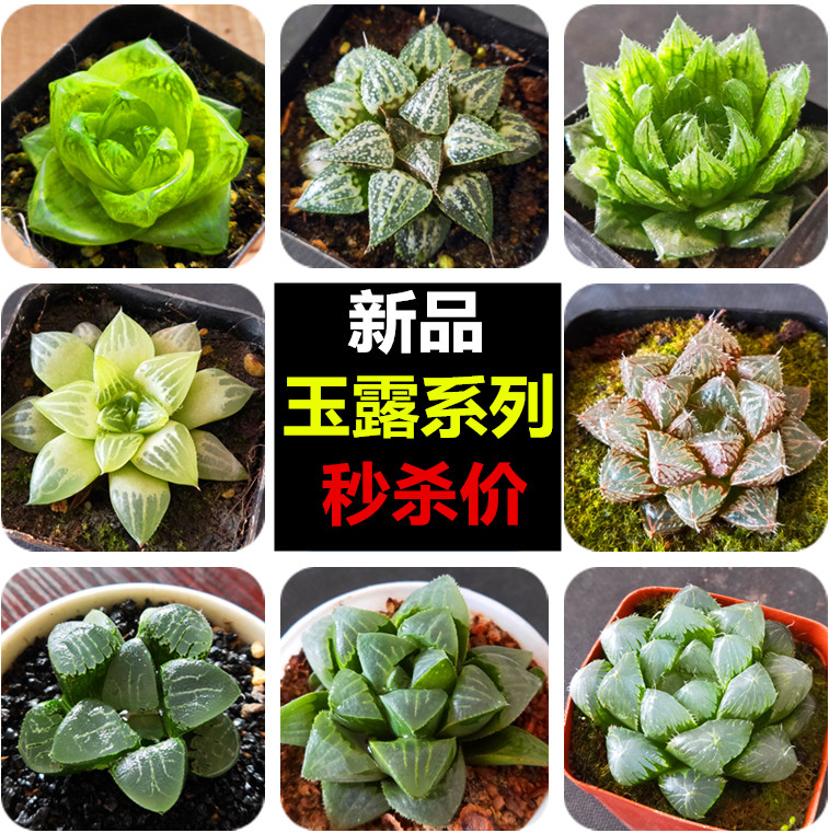 姬寿多肉价格 姬寿多肉图片 星期三