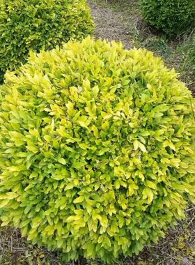 园林庭院种植耐寒绿化苗