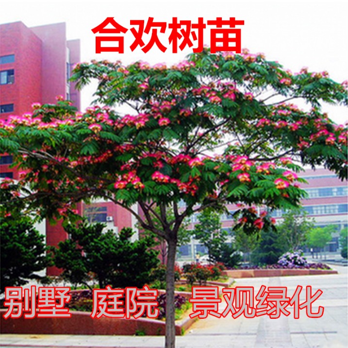 合欢树苗合欢苗绒花树苗芙蓉花树苗庭院盆栽合欢树苗绿化工程花苗
