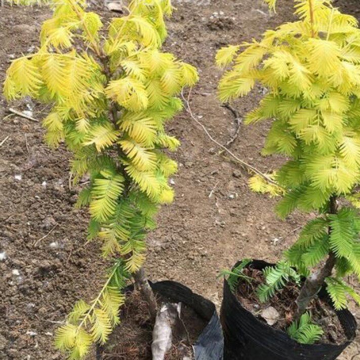 园林绿化苗木庭院植物金叶水杉树苗嫁接金叶水杉苗彩色苗木黄金杉