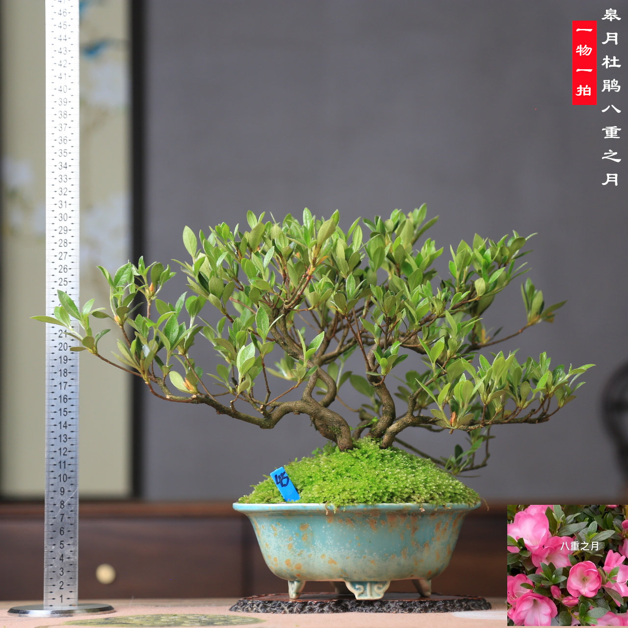 杜鹃日本皋月杜鹃多杆造型老桩盆景高端四季常青茶台阳台庭院
