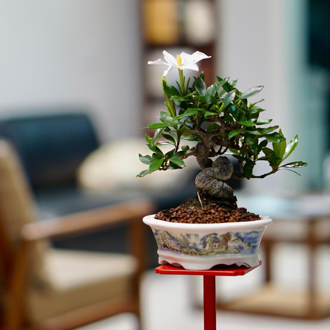栀子花开花结果浓香花卉小品盆景