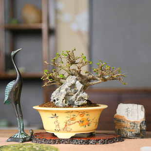 孤品矮霸小叶榔榆附石已发叶小品盆栽骨架好老桩好养掌上造型盆景