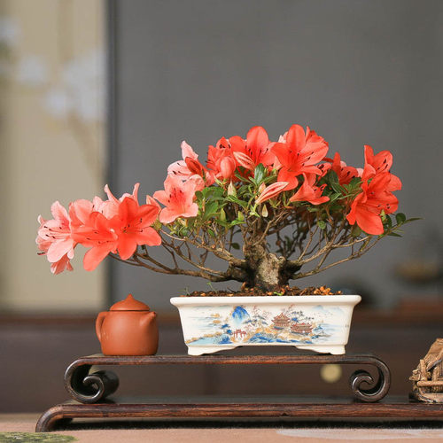 孤品进口皋月杜鹃花缀满树小花苞