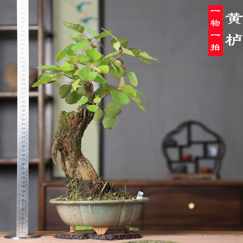 香山红叶黄栌老桩盆景熟桩
