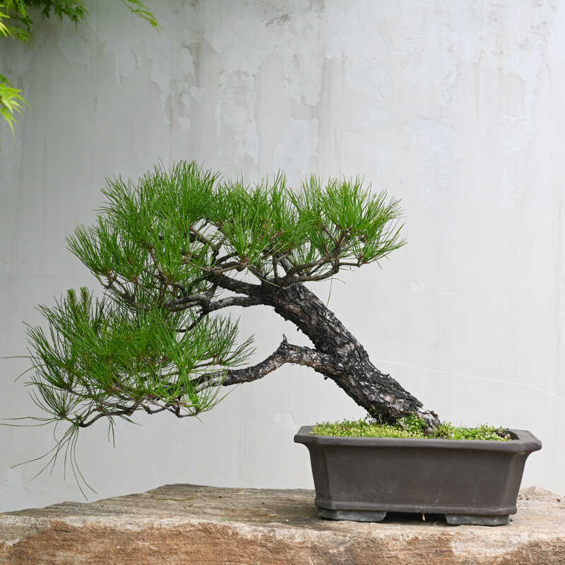 老桩精品黄山松盆景一物一拍孤品