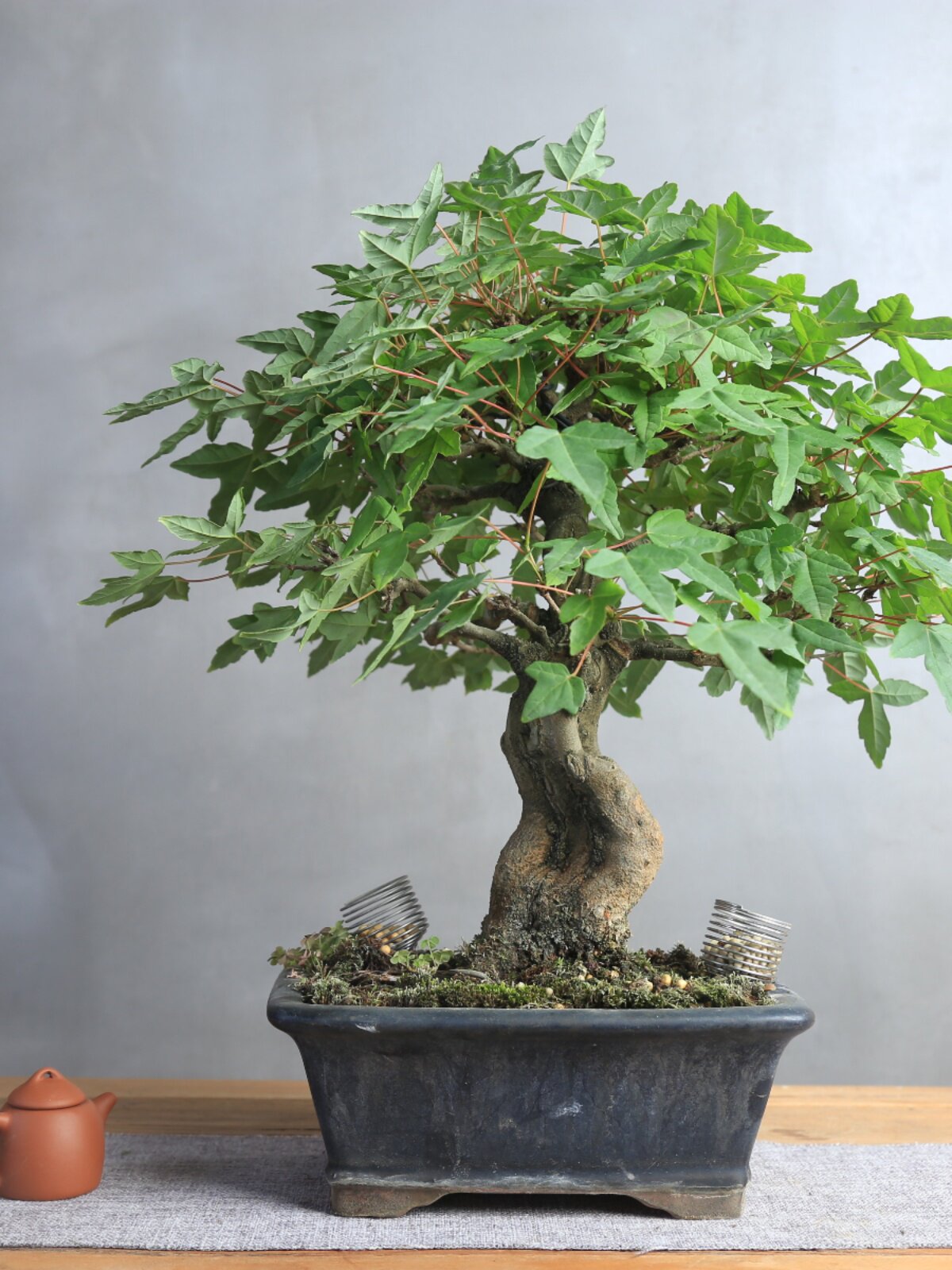 新品【玩家级孤品】精品唐枫三角枫老桩秋季红叶小叶红芽盆景一物