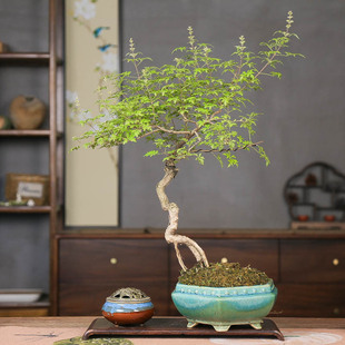 孤品黄荆老桩精品文人禅意茶室盆景爆款绿植叶片翠绿茂盛开花实拍