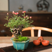 精品提根姬月季 开花迷你盆栽日本姬玫瑰办公室茶室一物一拍 四季