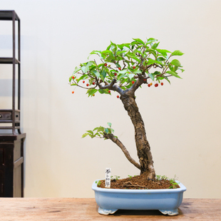 孤品小叶胡秃子开花结果阳台老桩盆景造型盆栽带基地直销好养绿植