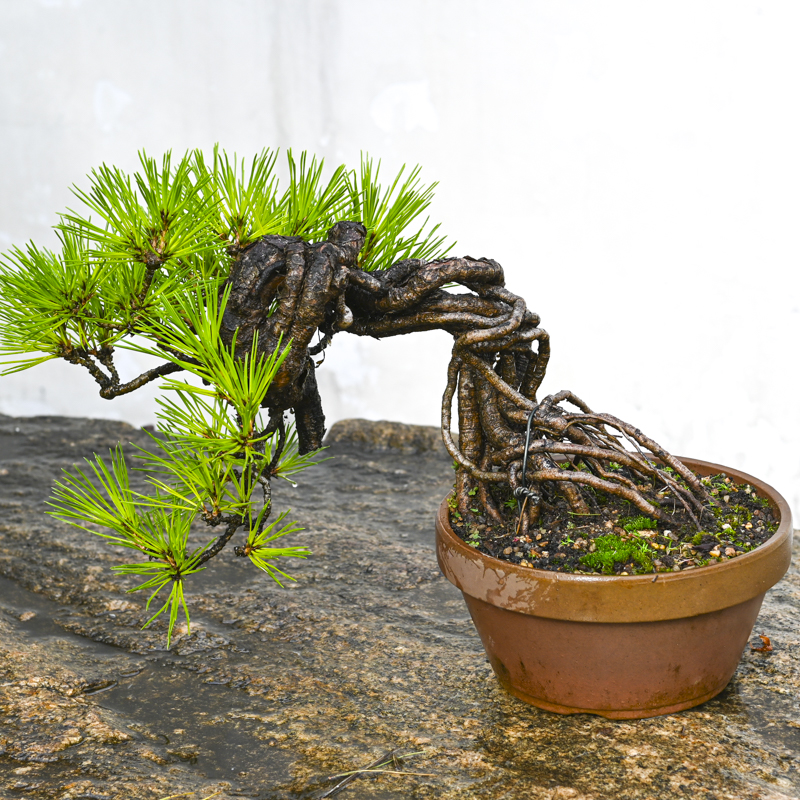 孤品黑松提根悬崖临水造型爆皮老桩好养盆景新中式室内玄关盆栽