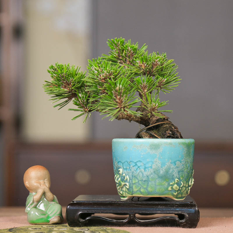 孤品千寿丸黑松临水四季常青盆景