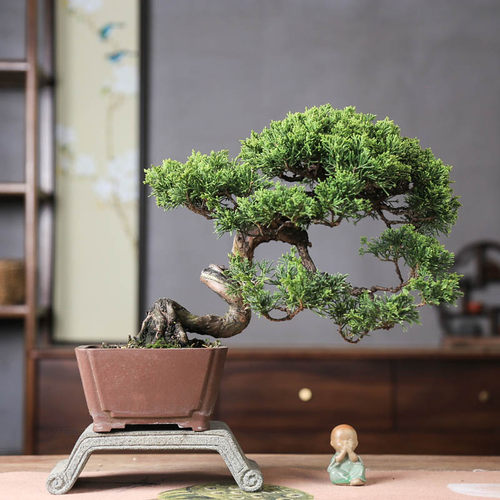 中式造型盆景系鱼川真柏原生桩