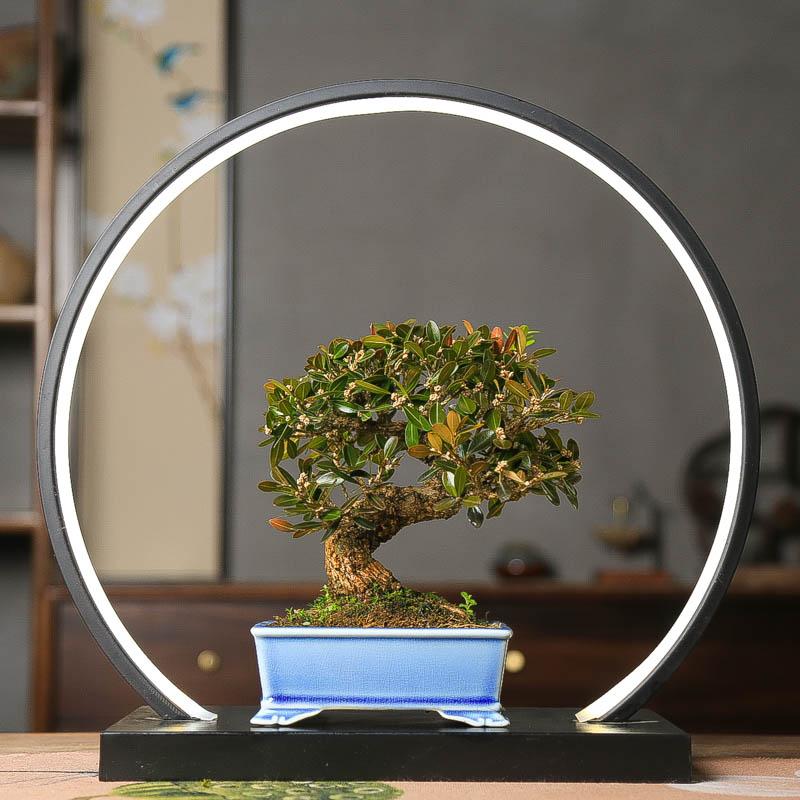 孤品进口小叶黄杨皱皮老桩