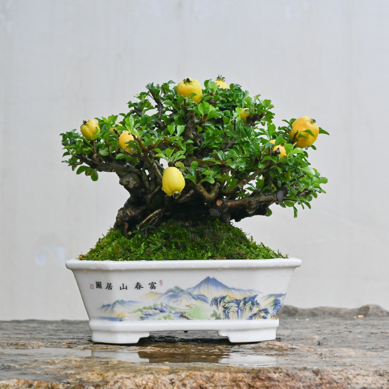 日本进口孤品红花一号长寿梅海棠手绘花盆中型盆景老桩开花挂果,鲜花速递/花卉仿真/绿植园艺,造型盆景,淘宝优惠券,粉丝福利购,淘宝优惠卷