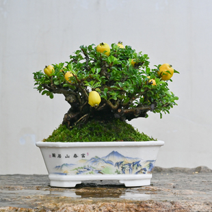 日本进口孤品红花一号长寿梅海棠手绘花盆中型盆景老桩开花挂果