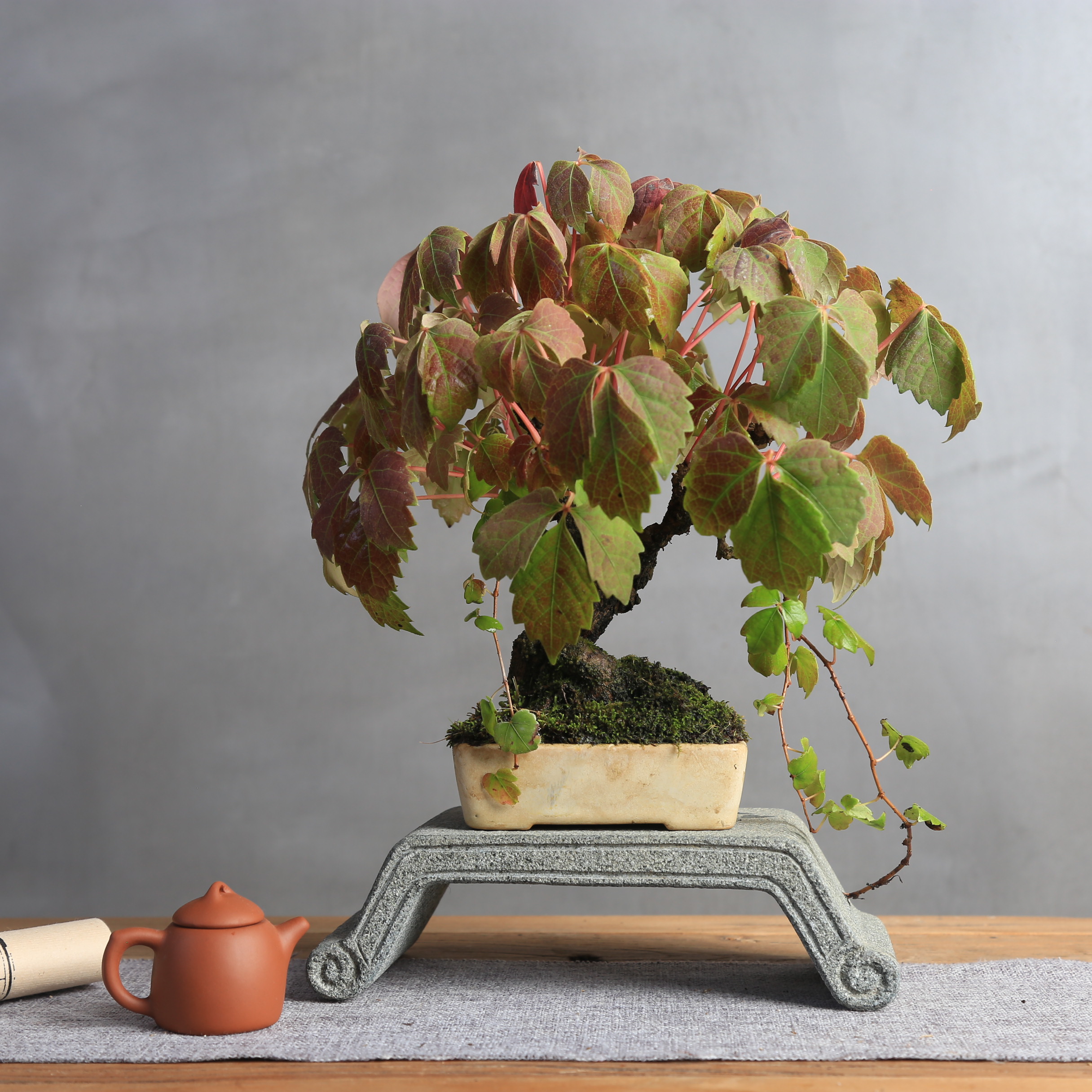 【玩家级孤品】精品爬山虎盆景老桩秋季红叶可爬藤植物高端盆景