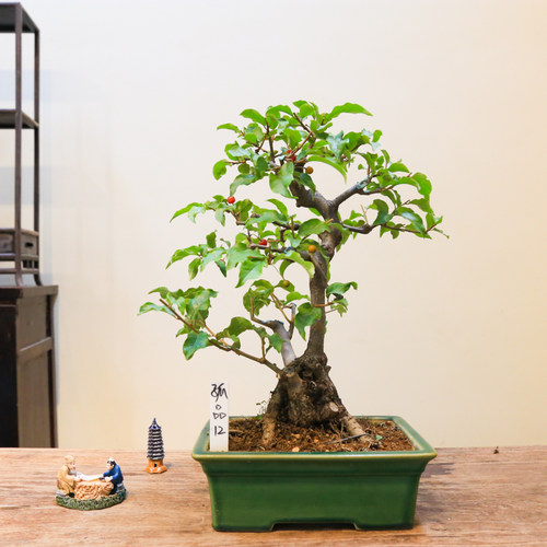 孤品小叶胡秃子绿植开花结果盆景