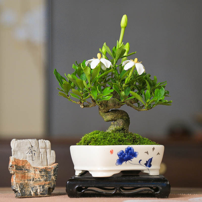 孤品钝尾菊心栀子花微型小品开花浓香效小老桩带花苞掌上盆景造型,鲜花速递/花卉仿真/绿植园艺,造型盆景,淘宝优惠券,粉丝福利购,淘宝优惠卷