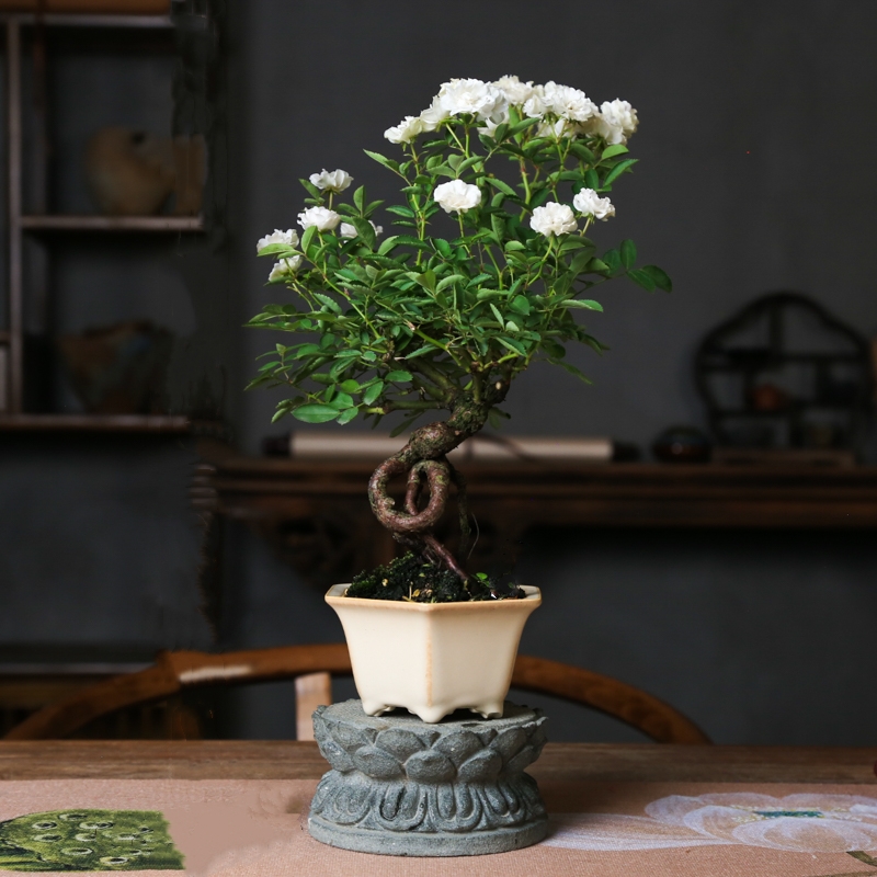重瓣白花提根造型办公室四季开花