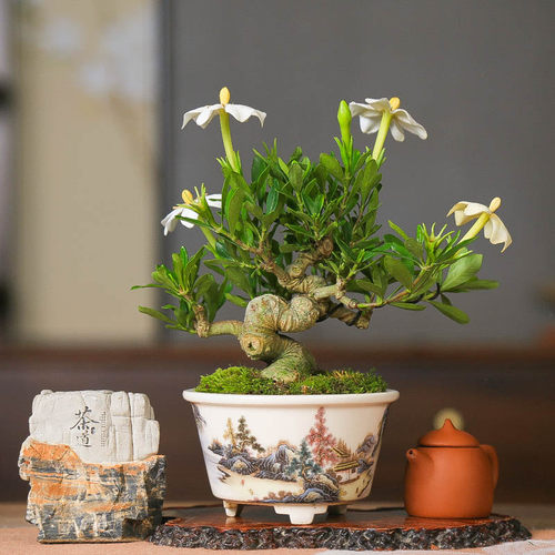 清誉栀子花中式小盆景一物一拍