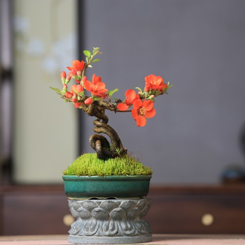 红花2号长寿梅老桩盆景提根海棠