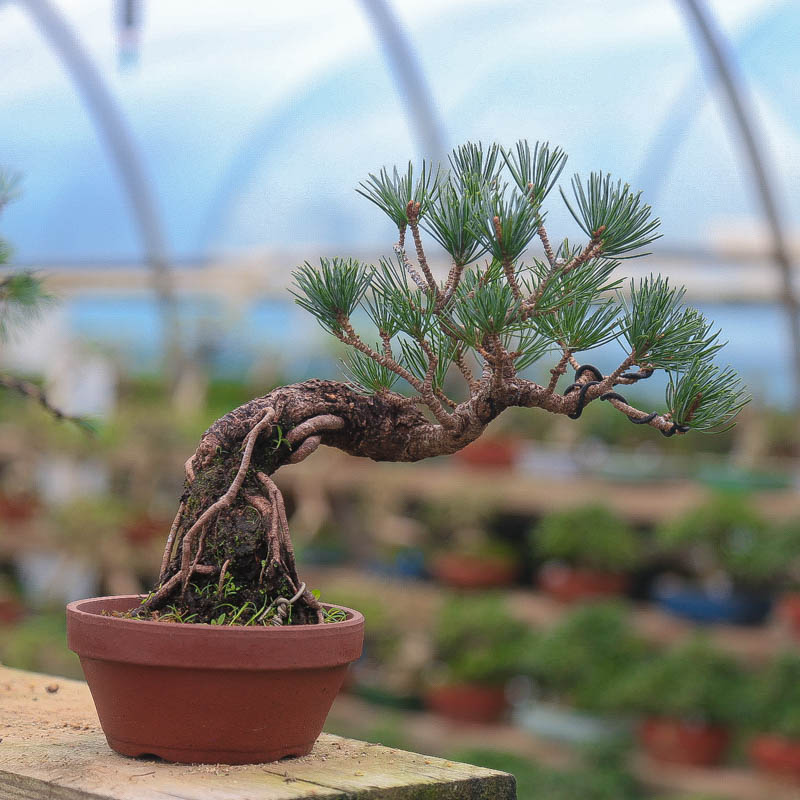 宫岛五针松盆景叶性好针叶短意境