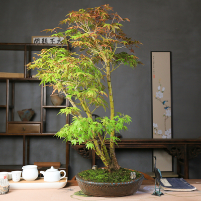 步町园艺日本进口孤品盆景山红叶
