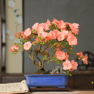 孤品进口若惠比须杜鹃花重瓣满树花苞附石精品高端盆景茶台植物