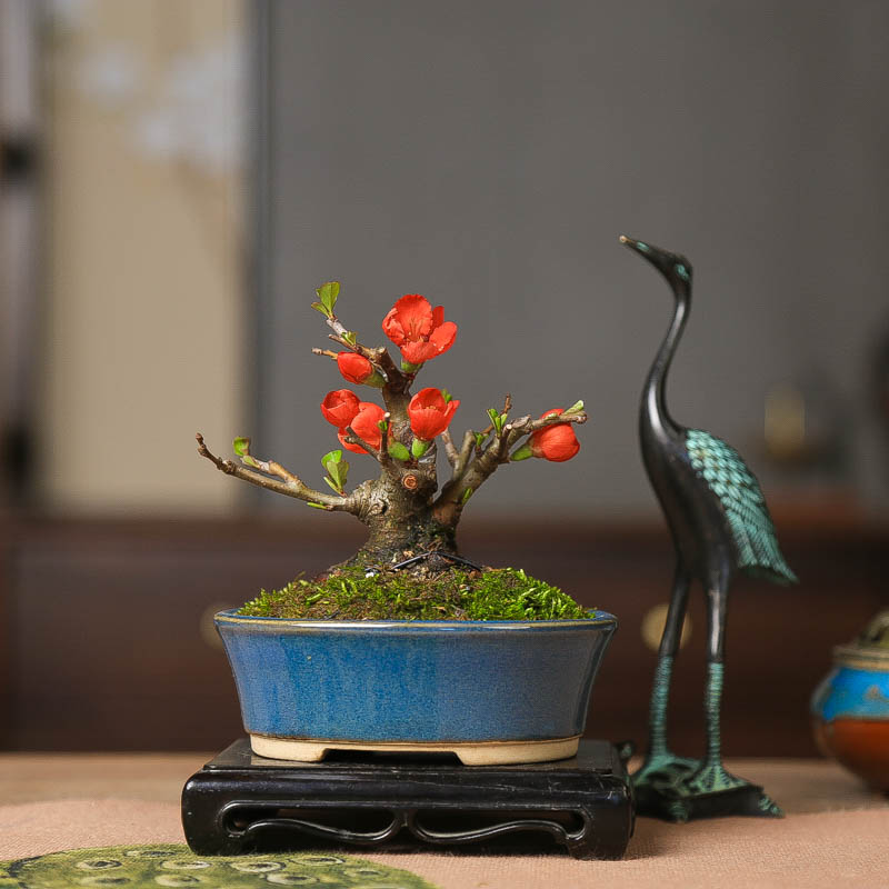 子宝长寿梅原生微型盆景红花丰果