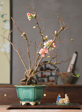 孤品复色云龙梅曲枝趣味花卉盆景