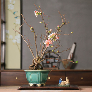 孤品复色云龙梅曲枝趣味造型盆景花卉游龙海棠耐寒易养带花苞独特