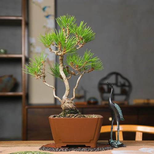 丛林式黑松一物一拍造型盆景