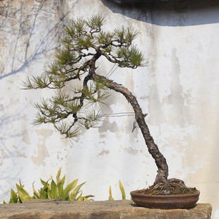 孤品黄山松临水造型主干苍老爆皮四季常青盆景庭院阳台基地直销
