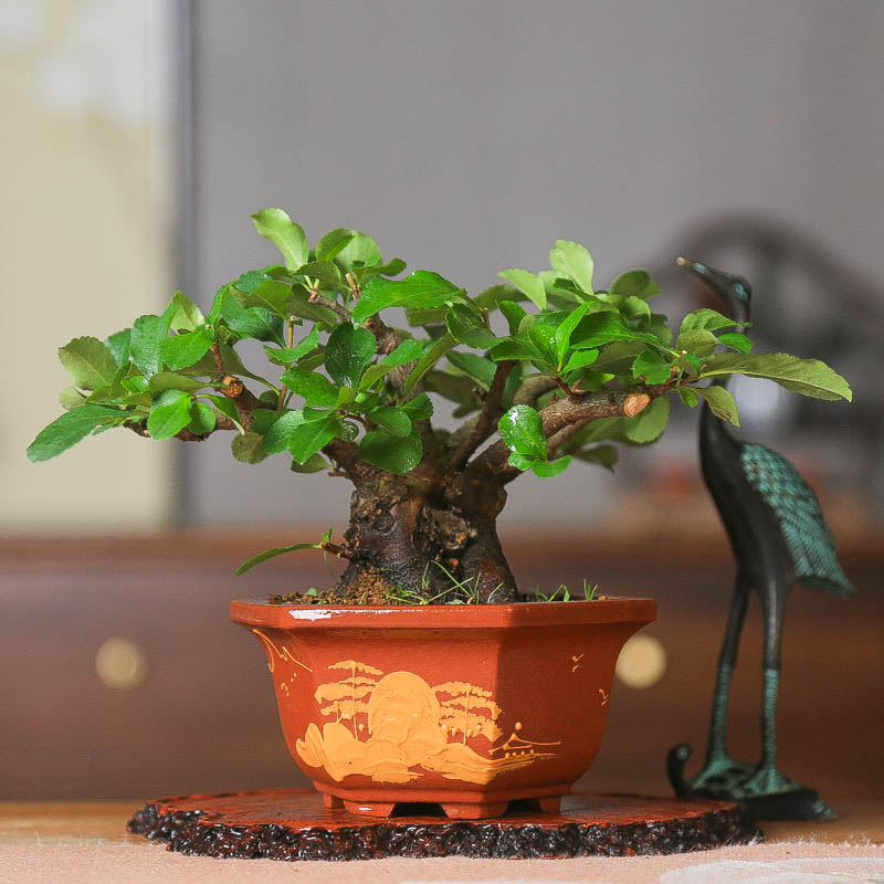 孤品白花长寿梅精致小巧质感优美四季开花微盆景花卉盆栽桌面小宠