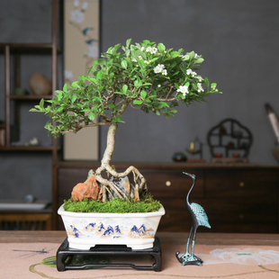 孤品大别山山里红野山楂造型盆景开花结果秋季红叶