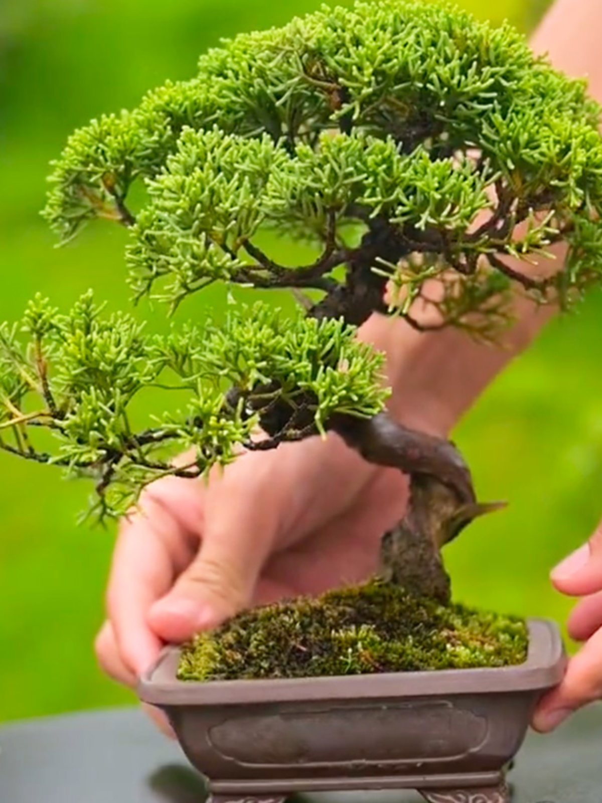 济州真柏盆景微型植物一物一拍老桩室内好养景观四季常青庭院盆栽