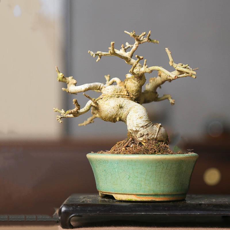 对节白蜡中式植物小老桩一物一拍