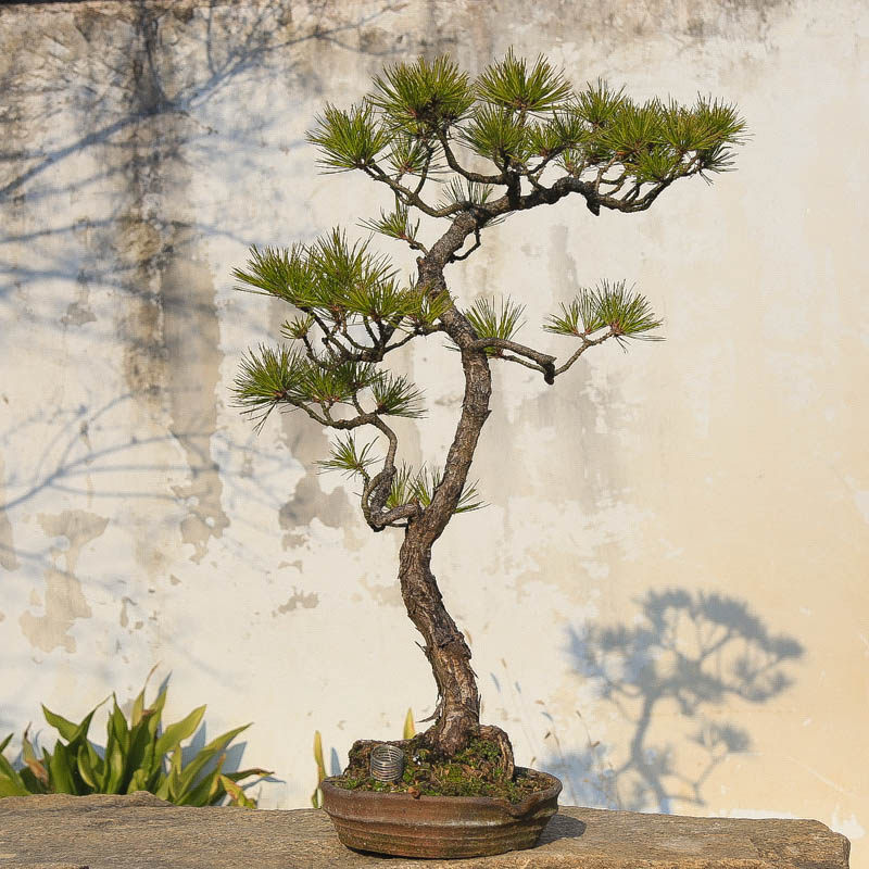 孤品老桩造型四季常青黄山松盆景好养活植物松针翠绿茶桌阳台中式,鲜花速递/花卉仿真/绿植园艺,造型盆景,淘宝优惠券,粉丝福利购,淘宝优惠卷
