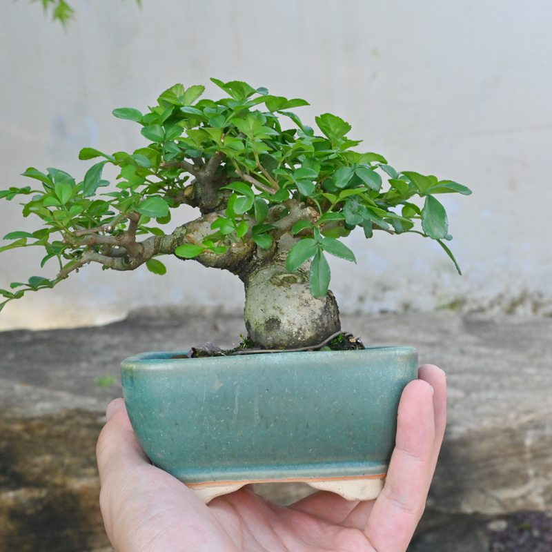 一物一拍白蜡矮霸坨坨树桩盆景