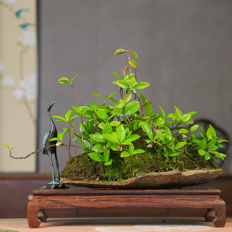 孤品进口紫金牛观花观果造型盆景丛林耐阴喜水好养易活创意精品,鲜花速递/花卉仿真/绿植园艺,造型盆景,淘宝优惠券,粉丝福利购,淘宝优惠卷