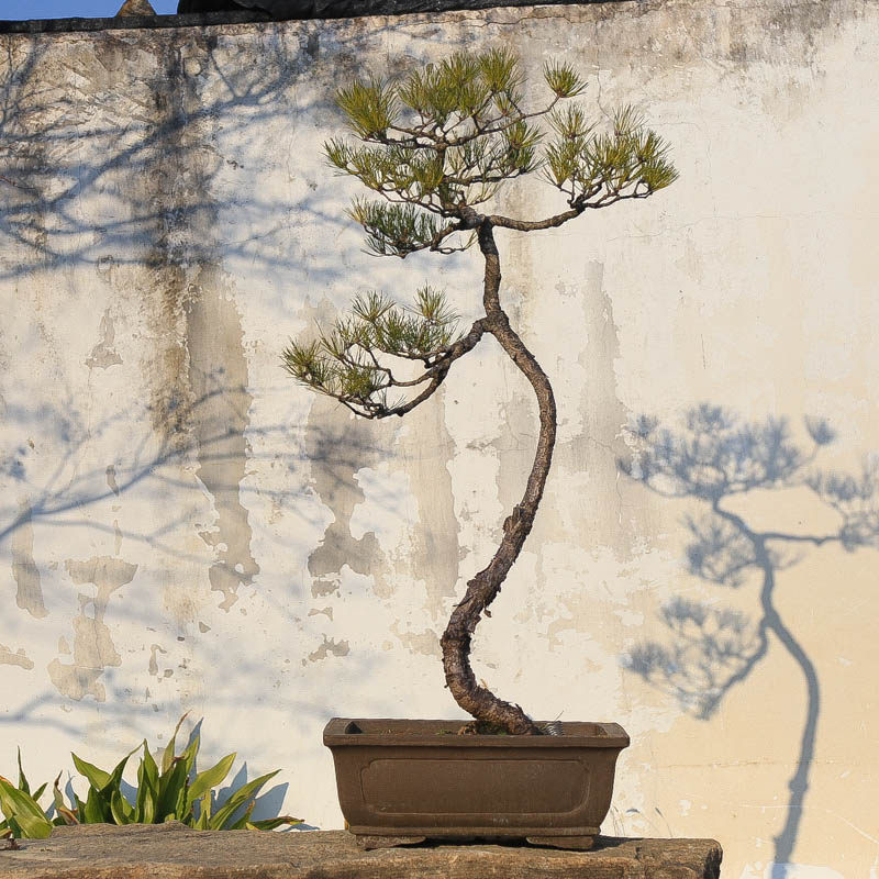 孤品黄山松盆景绿植室内大型庭院造型树进门玄关绿植盆景基地直销,鲜花速递/花卉仿真/绿植园艺,造型盆景,淘宝优惠券,粉丝福利购,淘宝优惠卷