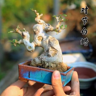 精品对节白蜡超级矮霸造型盆景