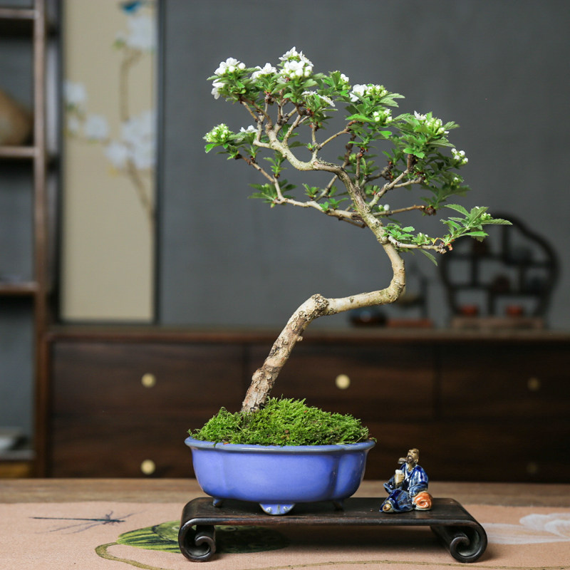 孤品大别山山里红造型盆景山采野山楂老桩白花红果秋季红叶,鲜花速递/花卉仿真/绿植园艺,造型盆景,淘宝优惠券,粉丝福利购,淘宝优惠卷