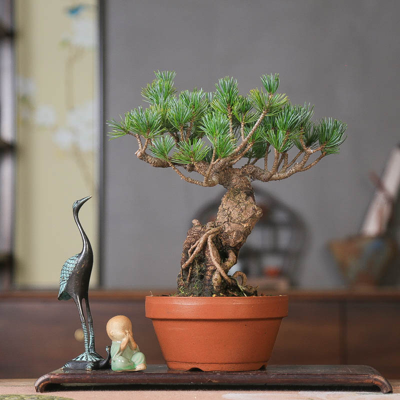 造型盆景宫岛五针松临水根系好